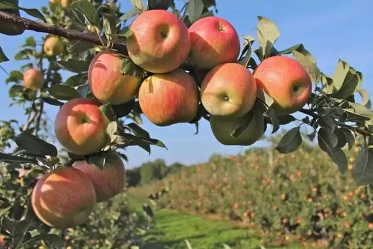 Kusuma Agrowisata - Apple Picking